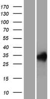 REM1 / REM-1 Protein (Over-Expression Lysate Myc-DDK (Flag))