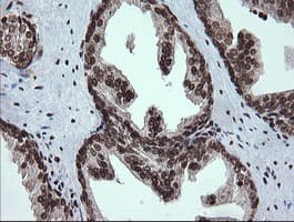 PCDH7 Antibody (clone OTI1F7)
