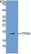 Adiponectin Antibody (aa111-244)