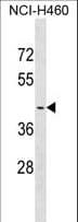 OR2A4 Antibody (aa70-96)