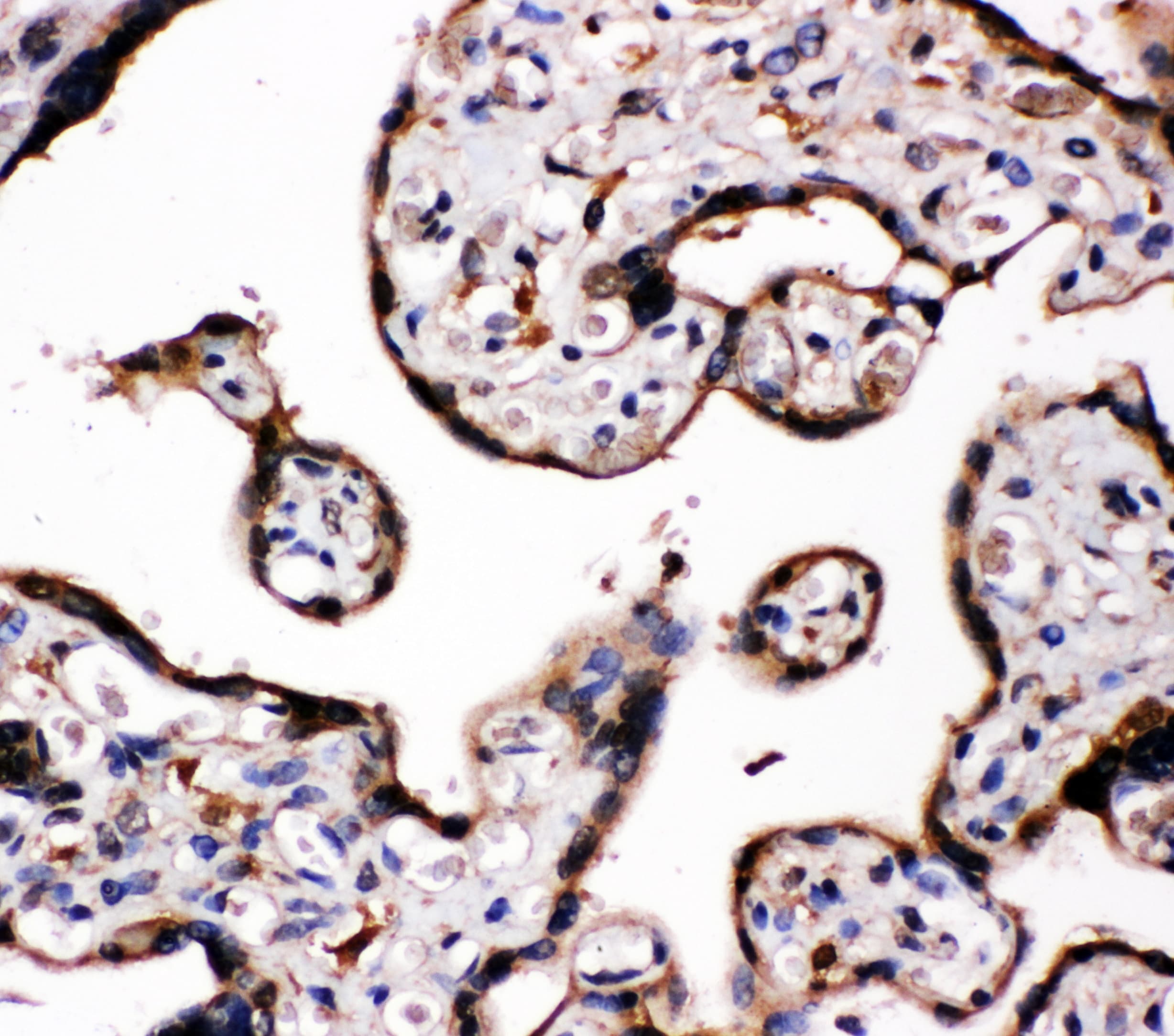 CYP19 / Aromatase Antibody (aa485-503)