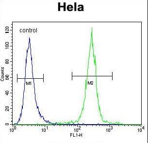 Cochlin / COCH Antibody (aa399-428)