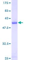Human PAFAH1B2 Protein (Recombinant GST)