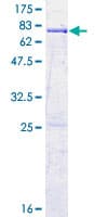 Human CENTG2 / AGAP1 Protein (Recombinant GST)