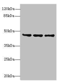 FAM53B Antibody