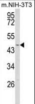 WDSUB1 Antibody (aa303-331)