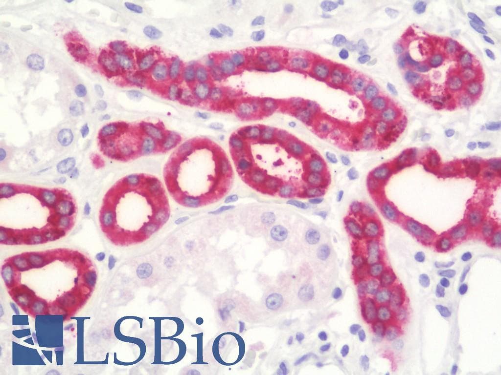 PathPlus™ Monoclonal Mouse anti-Human EMA / MUC1 Antibody (clone VU-4H5, IHC, WB)
