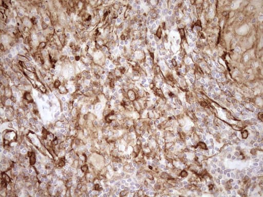 EPLIN Antibody (aa1-275, clone OTI8F7)