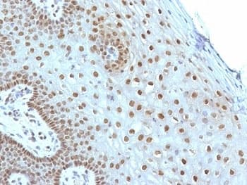 MYC / c-Myc Antibody (clone MYC275, Ready-to-Use)