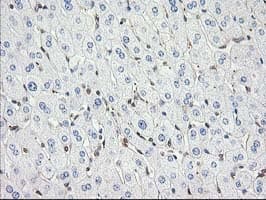 MAPRE2 / EB2 Antibody (clone OTI7A2)