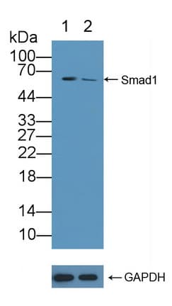 SMAD1 Antibody (aa270-465)