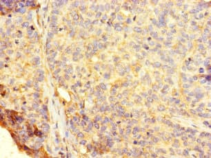 Polyclonal Rabbit anti-Human RHEBL1 Antibody