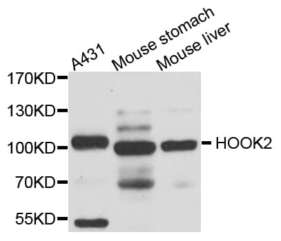 HOOK2 Antibody