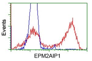 EPM2AIP1 Antibody (clone OTI1F3)