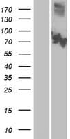 CNGA3 Protein (Over-Expression Lysate Myc-DDK (Flag))