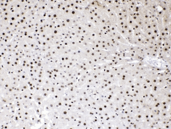 HMG1 / HMGB1 Antibody