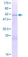 Human PLSCR4 Protein (Recombinant GST)