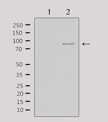 STAT5A Antibody