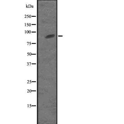 KIF23 / MKLP1 Antibody