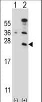 CD3E Antibody (aa154-182)