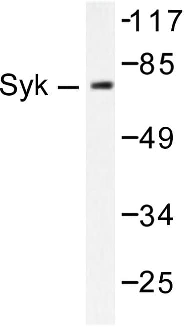 SYK Antibody (Phe169)