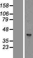 MTG2 / GTPBP5 Protein (Over-Expression Lysate Myc-DDK (Flag))