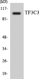 GTF3C3 Antibody (aa82-131)