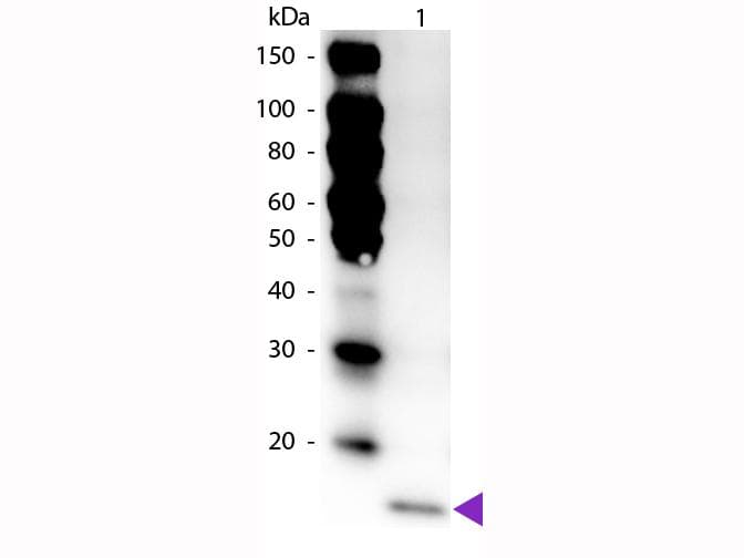IL17F Antibody (HRP)