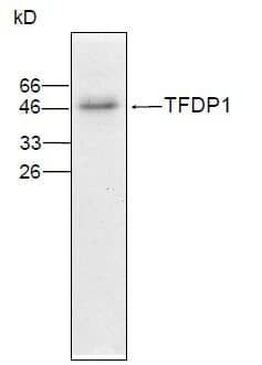 Monoclonal Mouse anti-Human TFDP1 Antibody (WB)