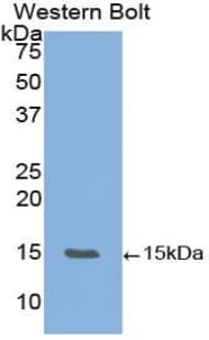 VEGFB Antibody (aa22-188, Biotin)