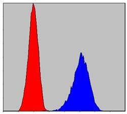 Monoclonal Mouse anti-Human RCHY1 / PIRH2 Antibody (clone 1H10, IHC, IF, WB)