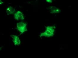 IRF6 Antibody (clone OTI1G3)