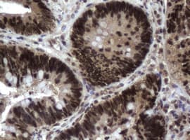 JUN / c-Jun Antibody (clone OTI2G4)
