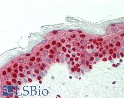 IHC-plus™ SFPQ Antibody (aa657-707)