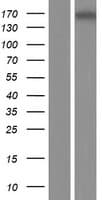 Human MYOM3 Protein (Over-Expression Lysate Myc-DDK (Flag))