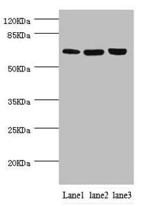 CTNNBL1 / NAP Antibody