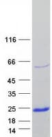 Human NDSP / FAM163A Protein (Recombinant Myc-DDK (Flag))