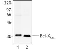 Monoclonal Mouse anti-Human BCL2L1 / BCL-XL Antibody (clone 2H12, WB)