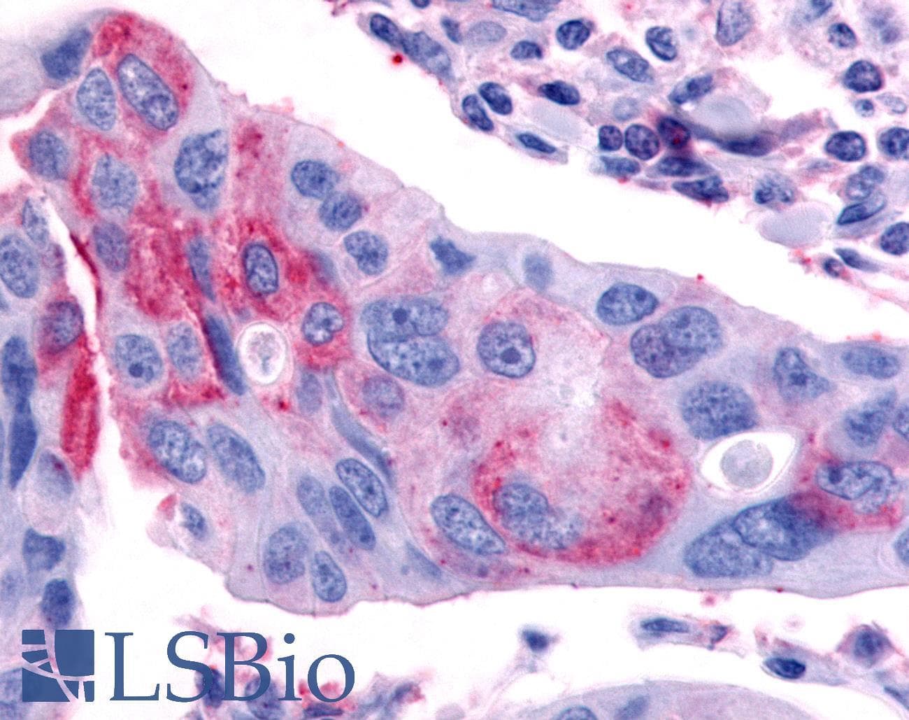PathPlus™ NR0B2 Antibody (C-Terminus)