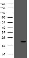 PPIL3 Antibody (clone OTI1G3)