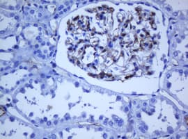 PECAM-1 / CD31 Antibody (clone OTI1F9)