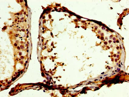 PTP-PEST / PTPN12 Antibody