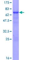 Human COPS3 / CSN3 Protein (Recombinant GST)