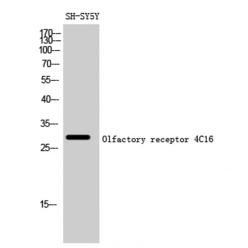 Polyclonal Rabbit anti-Human OR4C16 Antibody (230-310 aa, C-terminal, IF, WB)