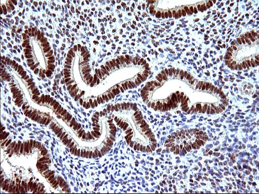 POLR3GL Antibody (clone OTI5E8, Carrier-free)