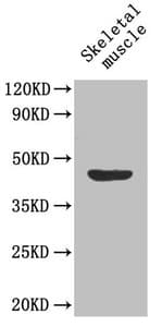 MFGE8 /Lactadherin Antibody