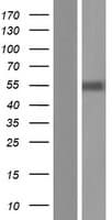 IRX1 Protein (Over-Expression Lysate Myc-DDK (Flag))