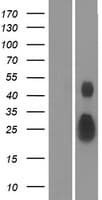 EFNA4 / Ephrin A4 Protein (Over-Expression Lysate Myc-DDK (Flag))