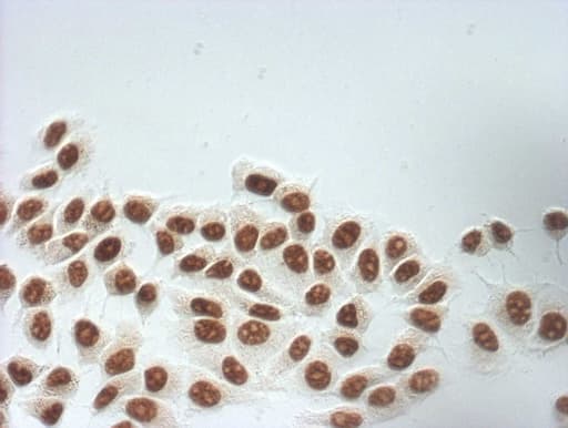 Monoclonal Mouse anti-Human SNRPB2 Antibody (clone OTI3A7, IF, WB)
