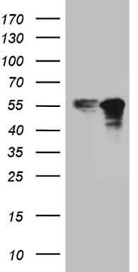 ZNF718 Antibody (clone OTI4E1)